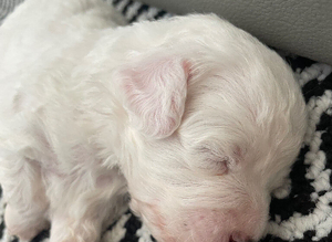 Bichon puppy