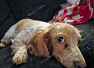 Piebald female miniature dachshund