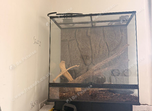 Female royal python