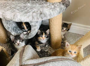 Mixed breed