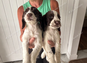 Sprocker puppies