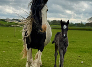 Traditional mare with section d x colt at foot