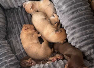 Chihuahua puppies for sale