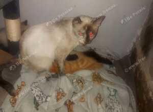 Kittens