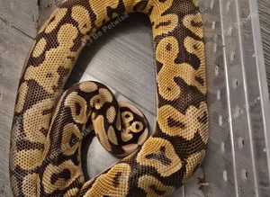 Enchi pastel hypo royal python male with setup