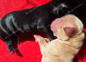 Goldendoodle puppies