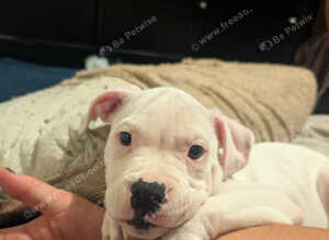 Female American Bulldog