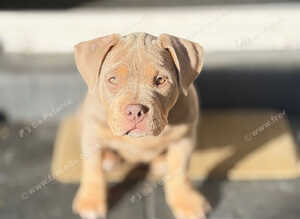 Female 16 weeks old