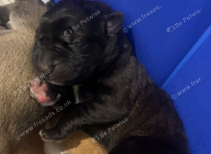 GsdXCane Corso puppies