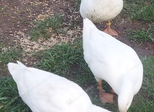 Free to good home 2 x Aylesbury Drakes