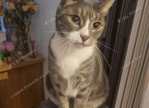 Neutered male bengal cross