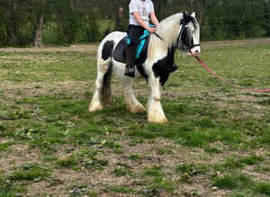 Storm traditional cob gelding