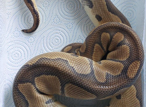 Clown Royal Python