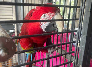 Green winged macaw