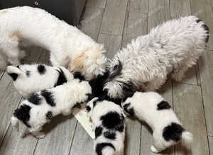 Bichon Maltese