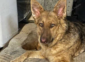 Full German shepherd puppies