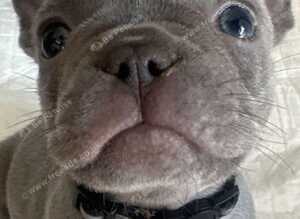 Beautiful kc registered French bulldog puppies