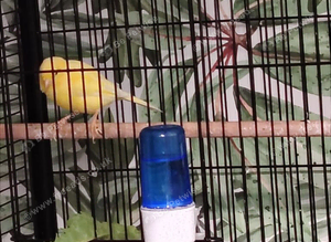 Waterslager canaries