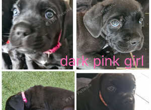 3 beautiful cane corso puppies