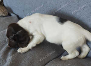 Springer spaniel pups