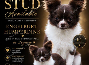 Chihuahua stud