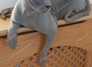 Sphynx Female
