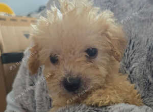 Toy labradoodle puppies