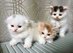Adorable Scottish Fold and Straight kittens