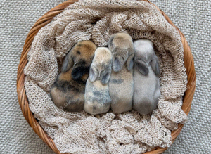 Mini Lops