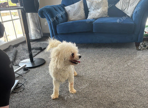 BICHON FRISE KC REGISTERED
