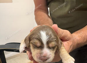 F1B cockapoo pups