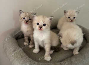 Gorgeous ragdoll kittens ..