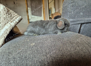 Gorgeous female blue mini lop baby