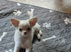 Adorable white fluffy chihuahua puppy.