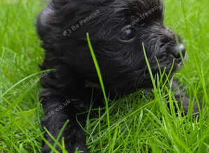 Biewer Yorkshire terrier puppy