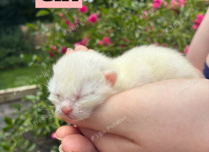 White and grey kittens