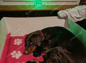 Doberman