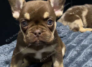 French bulldog puppies