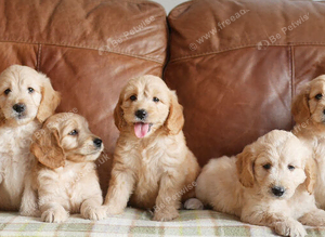 Stunning Health Tested Goldendoodle Puppies