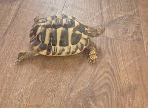 Hermanns Tortoise