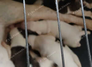 Staff x american bulldog