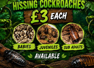 Hissing Cockroaches