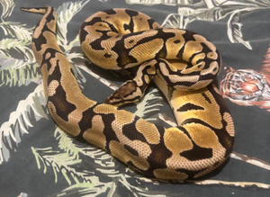 Royal pythons