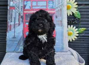 STUNNING CAVAPOO LAST ONE!