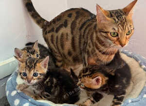 Stunning Bengal Kittens Available.