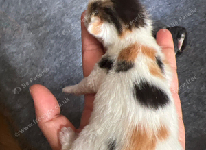 Beautiful kitten
