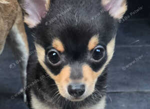Puppys sale