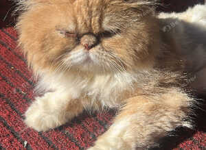 Oggy Persian cat