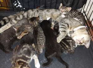 6 tabby kittens