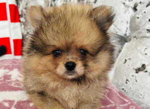 Tiny Pomeranians Puppies